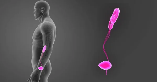 뼈대와 비뇨 기 시스템 확대 — 스톡 사진