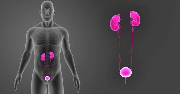 Масштабування сечової системи зі скелетом — стокове фото