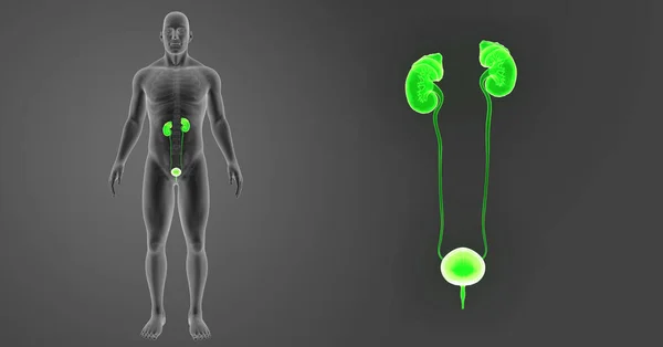 Zoom del sistema urinario con esqueleto —  Fotos de Stock