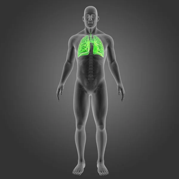 Lungs with skeleton anterior view — Stock Photo, Image