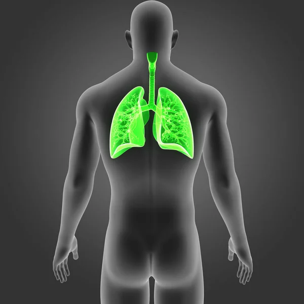 Πνεύμονες με οπίσθια προβολή σώμα — Φωτογραφία Αρχείου
