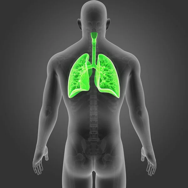 Lungs with skeleton posterior view — Stock Photo, Image