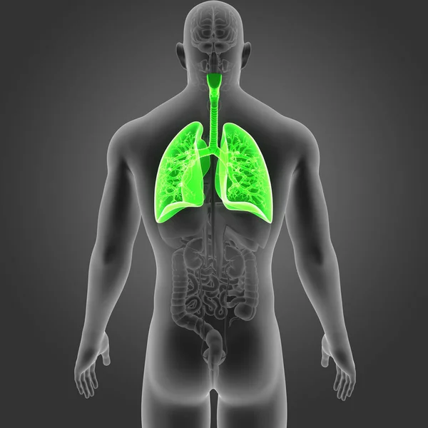 Lungs with organs posterior view — Stock Photo, Image