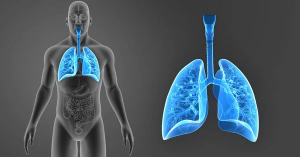 Pulmones zoom con órganos —  Fotos de Stock