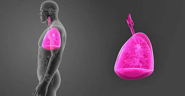 Pulmones zoom con órganos — Foto de Stock