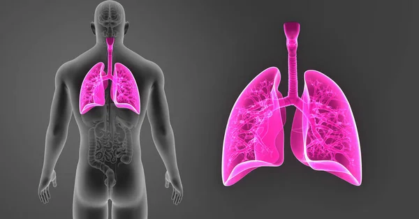 Zoom pulmonar com órgãos — Fotografia de Stock