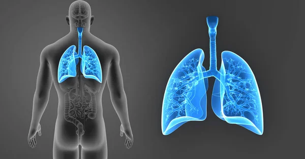 Zoom pulmonar com órgãos — Fotografia de Stock