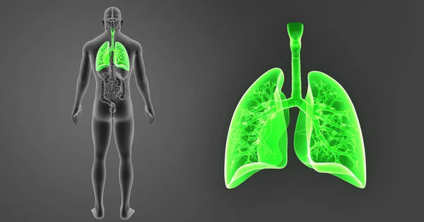Zoom pulmonar com órgãos — Fotografia de Stock
