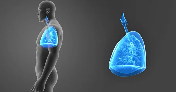 Lungs zoom with body — Stock Photo, Image