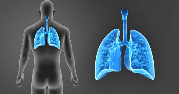 Lungs zoom with body — Stock Photo, Image