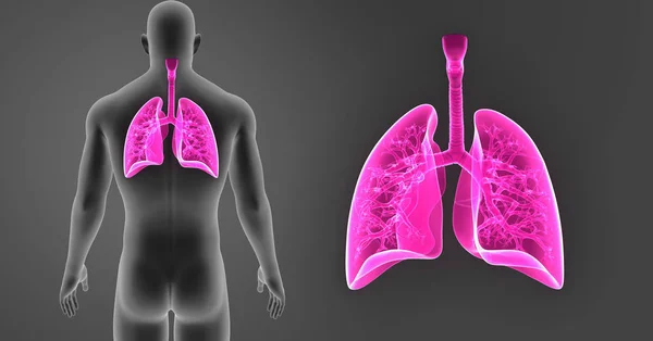 Lungs zoom with body — Stock Photo, Image