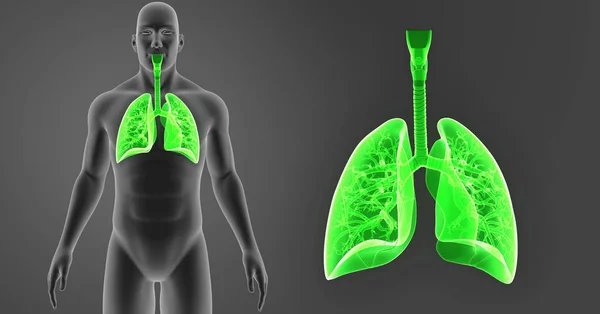 Lungs zoom with body — Stock Photo, Image