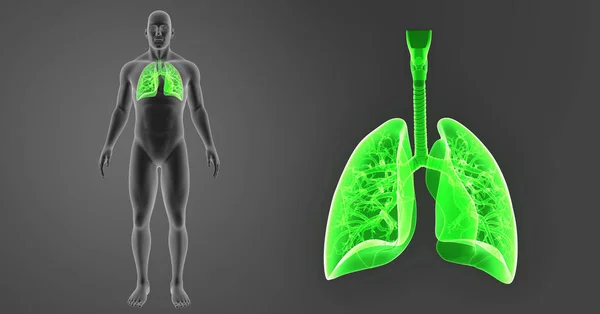 Zoom de pulmões com corpo — Fotografia de Stock