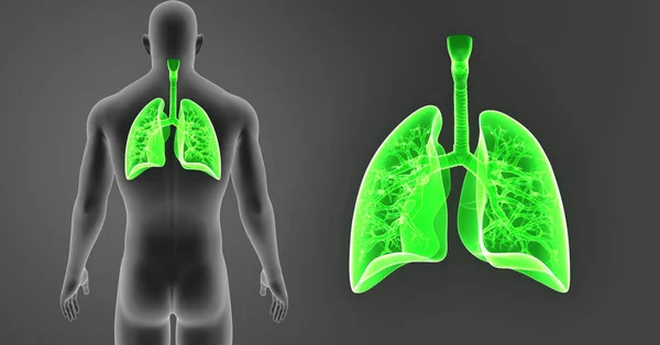 Lungs zoom with body — Stock Photo, Image