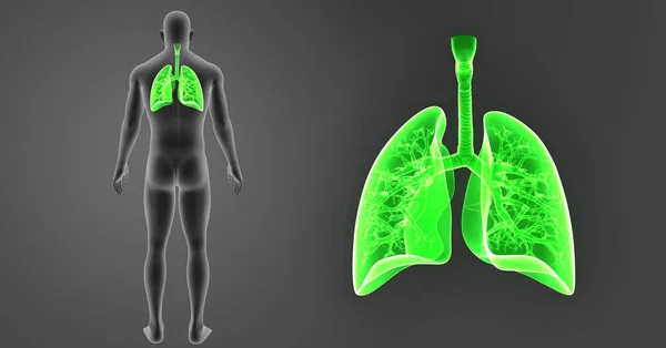 Lungs zoom with body — Stock Photo, Image