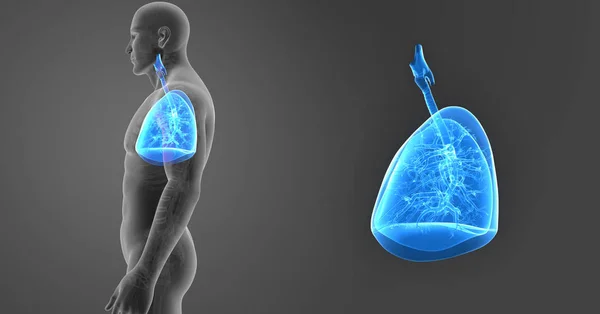 Lungs zoom with skeleton — Stock Photo, Image