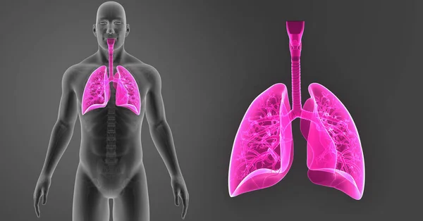 Pulmones zoom con esqueleto — Foto de Stock