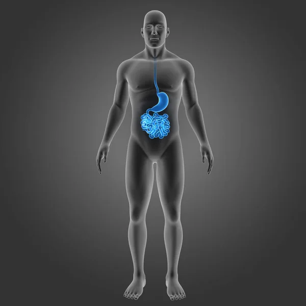 Stomach and small intestine — Stock Photo, Image