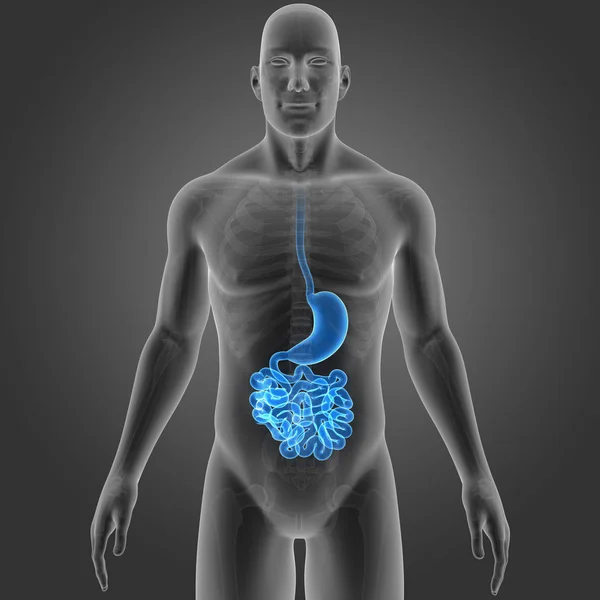 Estómago e intestino delgado — Foto de Stock