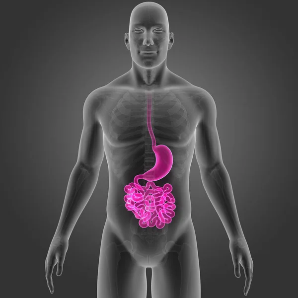 Stomach and small intestine — Stock Photo, Image