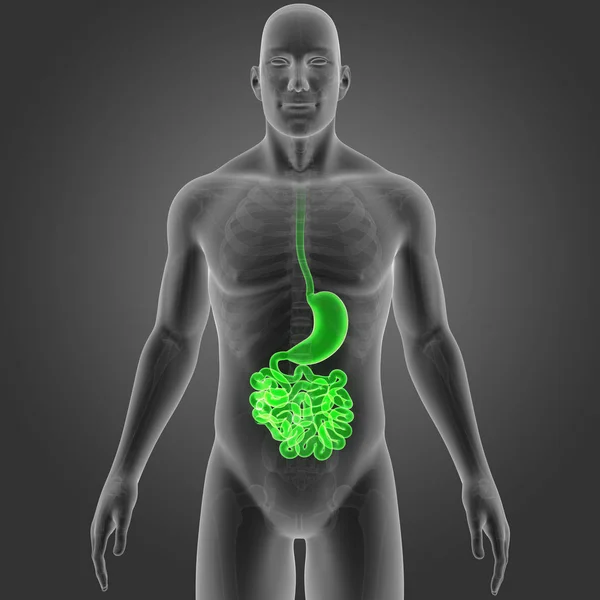 Stomaco e intestino tenue — Foto Stock