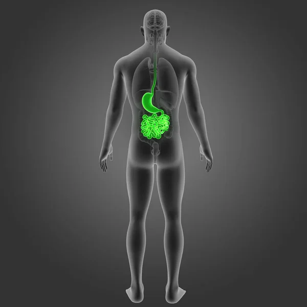 胃および小腸 — ストック写真