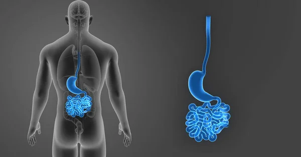 胃および小腸 — ストック写真
