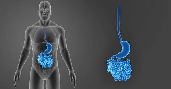 Stomach and small intestine — Stock Photo, Image