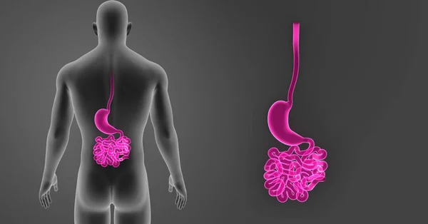 Stomach and small intestine — Stock Photo, Image