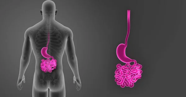 胃および小腸 — ストック写真