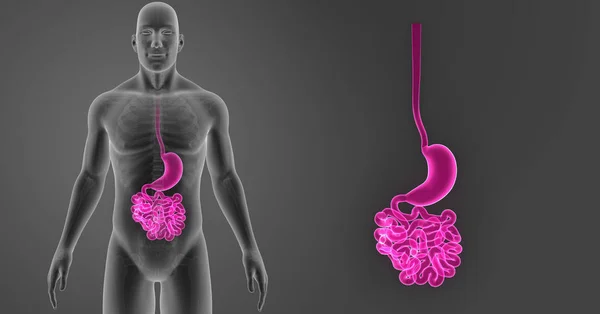 Estómago e intestino delgado — Foto de Stock