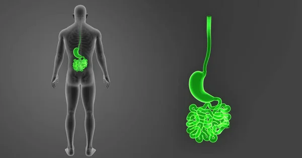 Estómago e intestino delgado — Foto de Stock