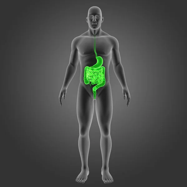 Estômago e intestino com corpo — Fotografia de Stock