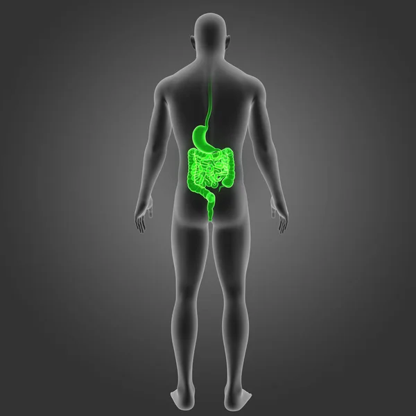 Stomach and intestine with body — Stock Photo, Image