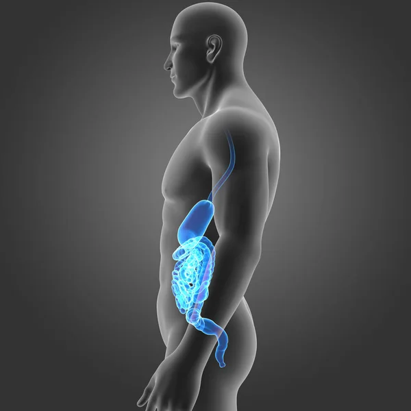 Stomaco e intestino con il corpo — Foto Stock