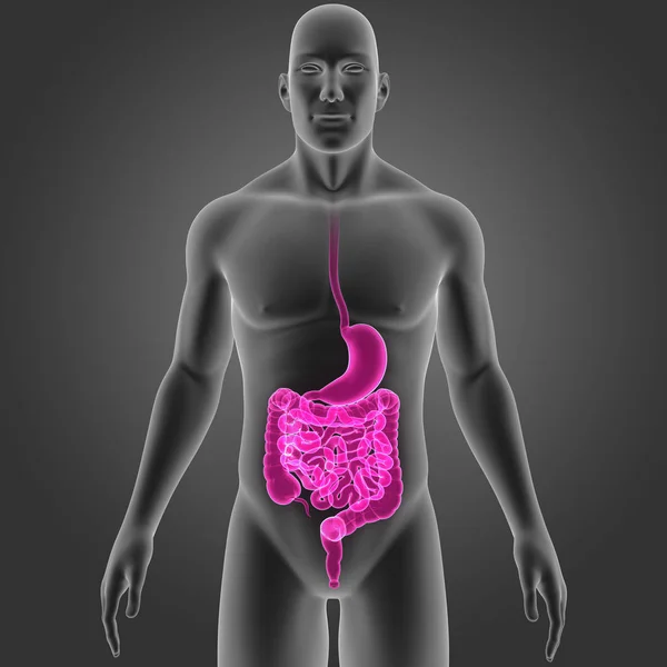 Шлунок і кишечник з тілом — стокове фото