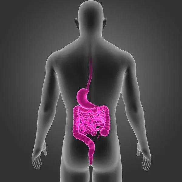 Stomaco e intestino con il corpo — Foto Stock