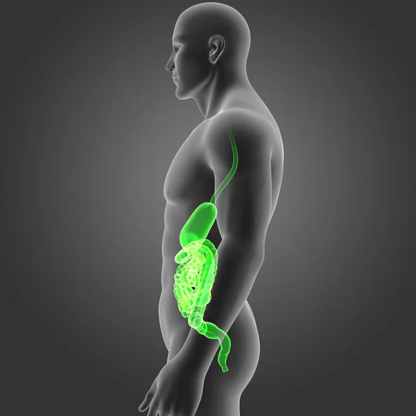 Estómago e intestino con cuerpo —  Fotos de Stock