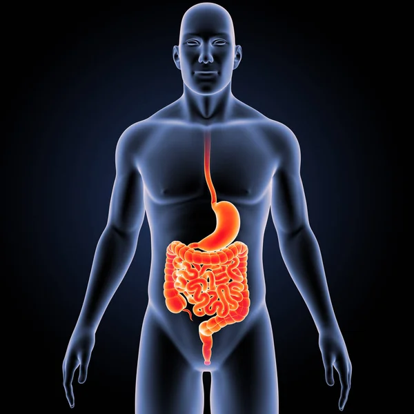 Estómago e intestino con cuerpo — Foto de Stock