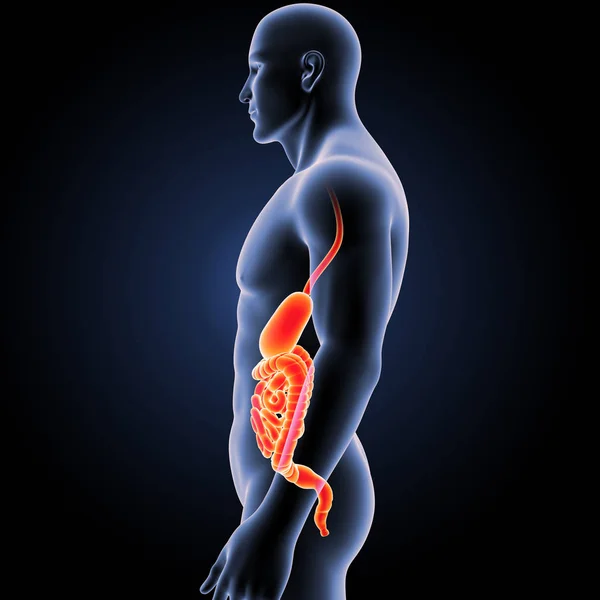 胃と腸の体 — ストック写真