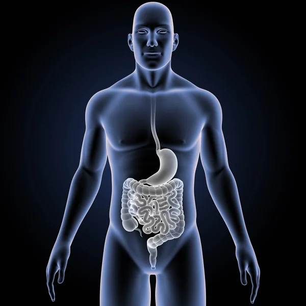胃と腸の体 — ストック写真