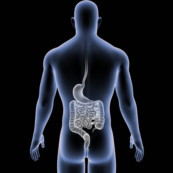 胃和小肠用身体 — 图库照片