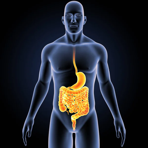 Stomach and intestine with body — Stock Photo, Image