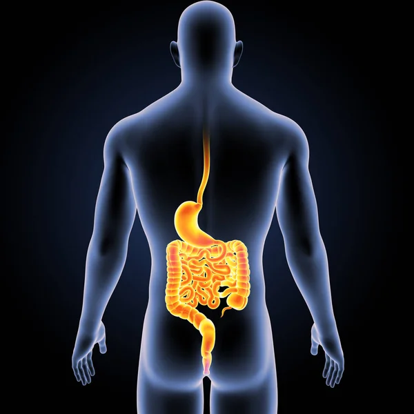 Stomach and intestine with body — Stock Photo, Image