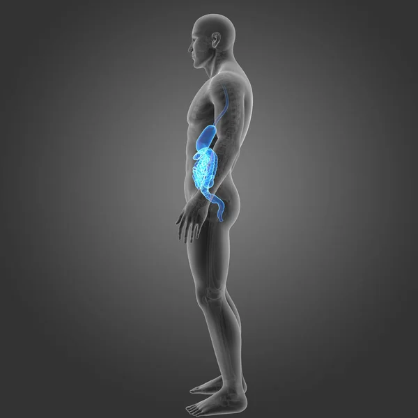 Stomaco e intestino con scheletro — Foto Stock