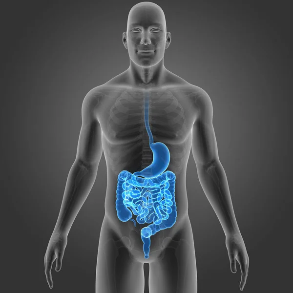 胃と腸の骨格と — ストック写真