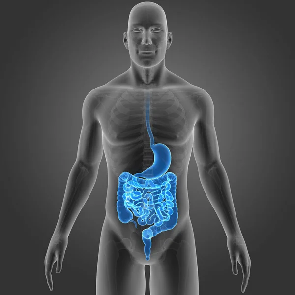 Stomach and intestine with skeleton — Stock Photo, Image