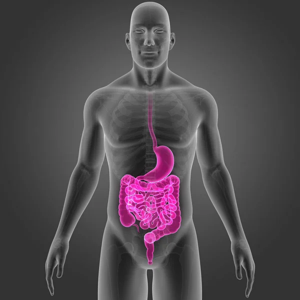 Stomach and intestine with skeleton — Stock Photo, Image