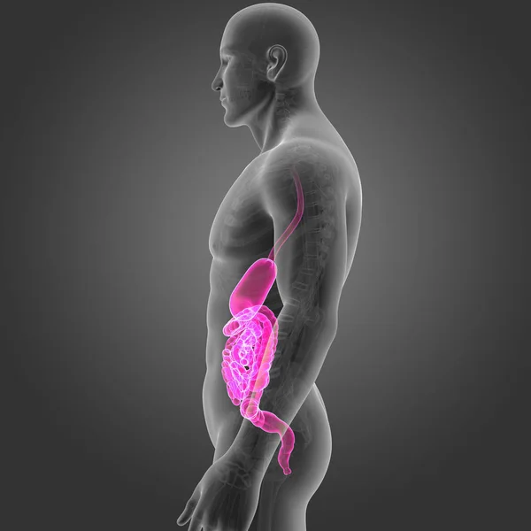Estômago e intestino com esqueleto — Fotografia de Stock