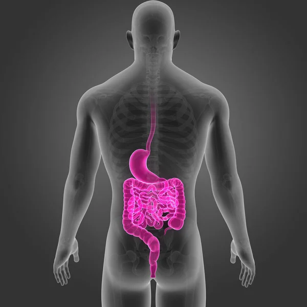 Estômago e intestino com esqueleto — Fotografia de Stock